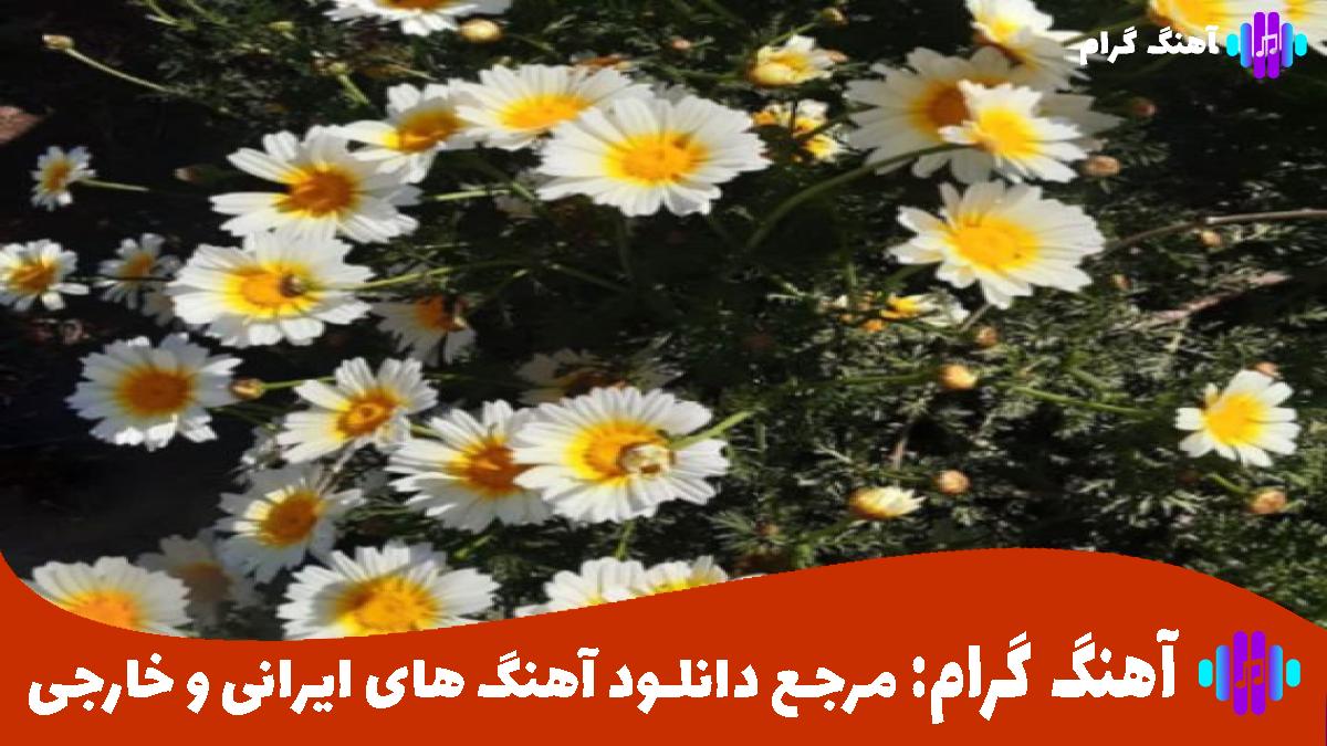 کاور آهنگ کولی از محسن چاوشی
